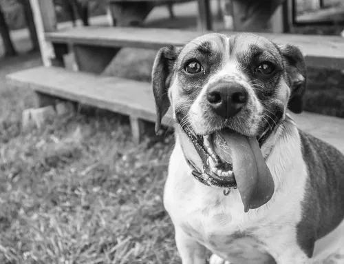 The Common Pet Health Problems And How To Avoid Them