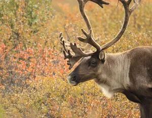 At Kamestastin a caribou skin newly tanned is spread out by Matnen Benuen after being smoked.Photo: Anthony Jenkinson Image