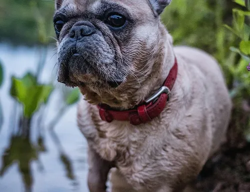 Recognizing The Real Pet Emergencies