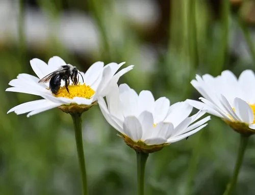 Benefits of Hiring a Professional Bee Exterminators and Control Service