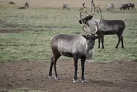 During their northward spring migration several hundred caribou pass the Tshikapisk Lodge under construction in early May 2002. Photo: Anthony Jenkinson Image