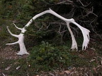 Caribou antler near Tshikapisk's lodge: the landscape in this region is replete with evidence of the vast caribou herds which for milennia have migrated through the tundra region of Nitassinan Image